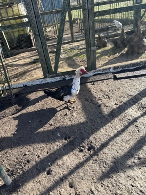 Stummente Warzenente Erpel