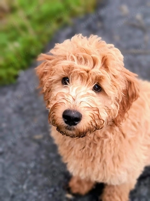 Goldendoodle 
