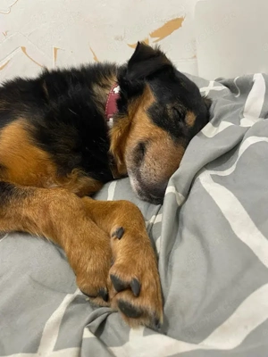 *SKIBBY* - ein freundlicher und menschenbezogener, etwas älterer Herr