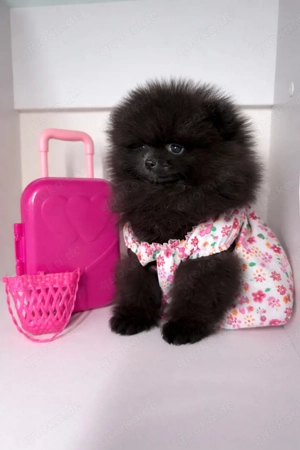 Exklusive Pomeranian (Zwergspitz) Welpen   typvoll & liebevoll aufgezogen