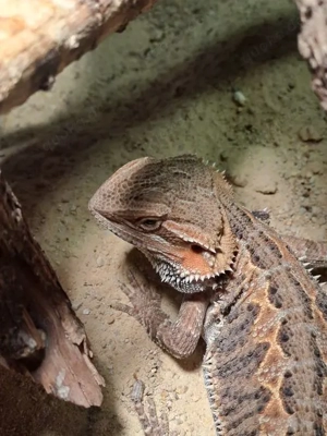 Bartagamen Jungtiere (Schlupftermin: 22.09.2025) zu verkaufen. 