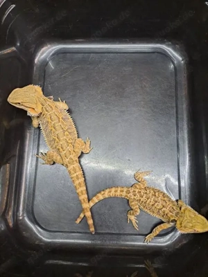 Bartagamen Jungtiere (Schlupftermin: 18.08.2025) zu verkaufen. 