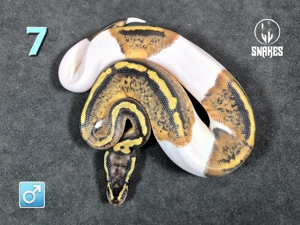1.0 Pastel Piebald NZ25 - Königspython Python regius 