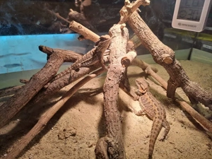 Bartagamen (Schlupftermin 05.11.2025) zu verkaufen