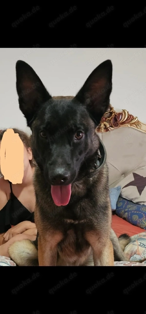 Belgischer Schäferhund Malinois