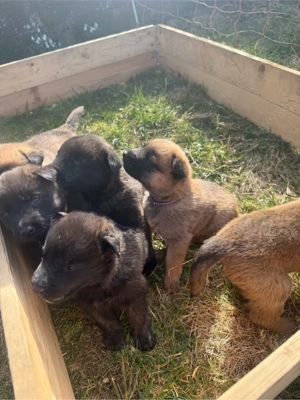 Malinois X herder Bild 4