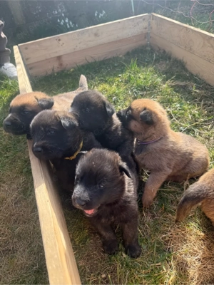 Malinois X herder Bild 5