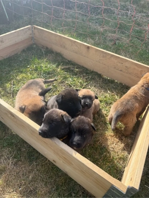 Malinois X herder Bild 6