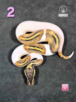 0.1 Pastel Piebald NZ25 - Königspython Python regius 