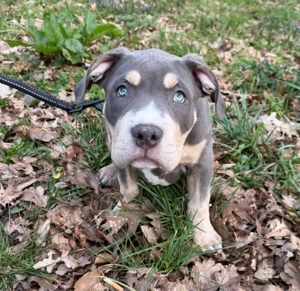 american bully xl 12 wochen 