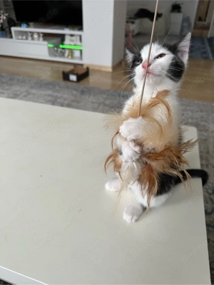 meine Katze sucht neues zu Hause