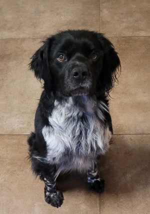 Brook   feiner Beobachter mit großem Herz