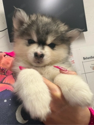 Pomsky Welpen F2 F3 kleinbleibend 6 7kg Minihusky Zwergspitz 
