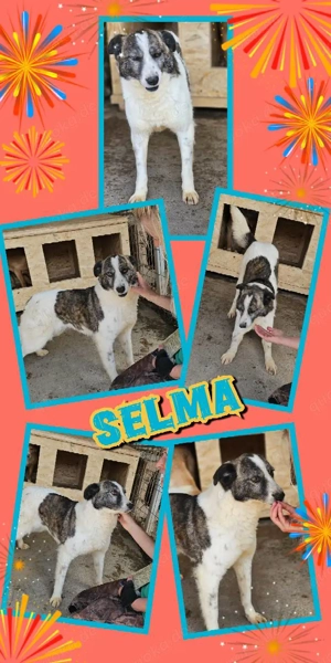 liebe, wunderschöne, mit Artgenossen super verträgliche Hündin "Selma" darf ich zu Dir ?