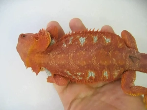 Bartagame Männchen Bock - Red Hypo Blue Tiger Nachzucht - handzahm 