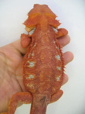 Bartagame Männchen Bock - Red Hypo Blue Tiger Nachzucht - handzahm  Bild 10