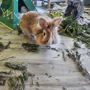 Zwei liebevolle Kaninchen abzugeben   Weeny & Sunny