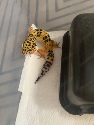 Leopardgekos zu verkaufen  Bild 2