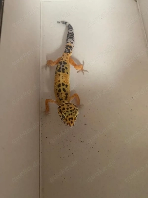 Leopardgekos zu verkaufen 