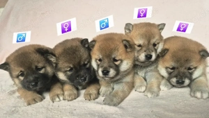 Shiba Inu Welpen,reinrassig 