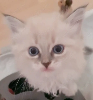 Reinrassigen Kätzchen "Newa-Masquarade"