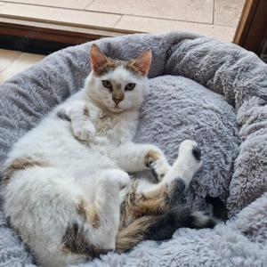 Katzenkinder Fritz + George (7 Monate)