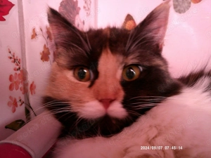 Superliebe hundeverträgliche wunderschöne Türkisch-Angora-Glückskätzin(dreifarbig schwarz-rot-weiß)!