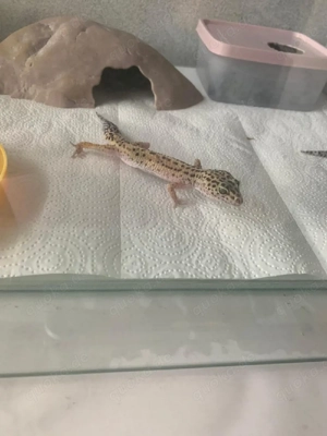 Verkaufe Leopardgekos 