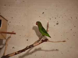 Taranta  Bergpapagei Henne 