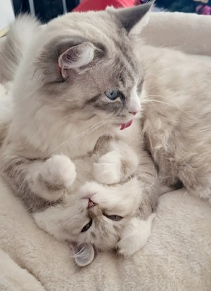 Reinrassigen Kätzchen "Newa-Masquarade"