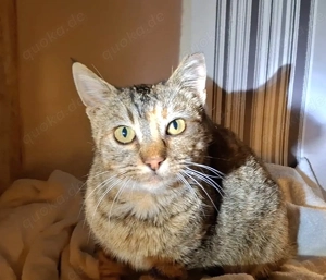 Ella, 1 Jahr, lieb, verschmust und verspielt