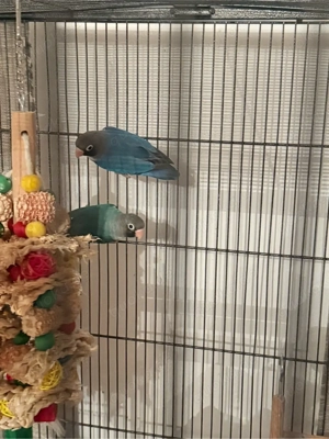 Zuchtpaar Afrikanische Unzertrennliche, Agaporniden (Lovebirds)   DNA getestet, gesund