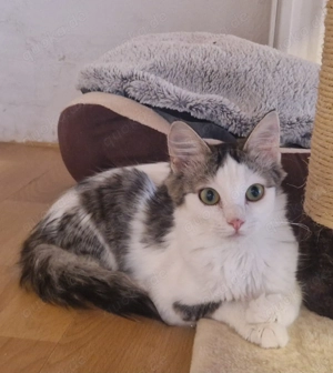 Josi, 1 Jahr, Langhaarkatze, schüchtern