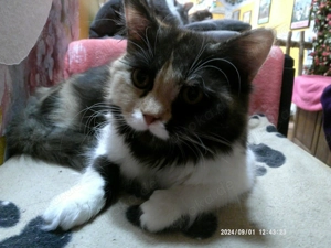 Superliebe hundeverträgliche wunderschöne Türkisch-Angora-Glückskätzin(dreifarbig schwarz-rot-weiß)!