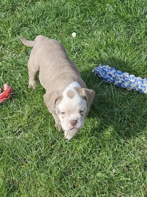 Old english bulldog  welpen