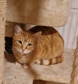 Leni, 2 Jahre, lieb, für Wohnung oder Freigang