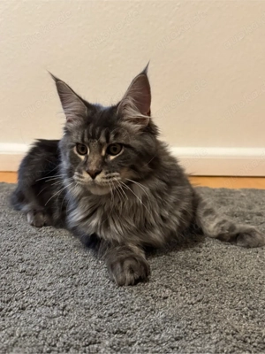 maine coon kater 