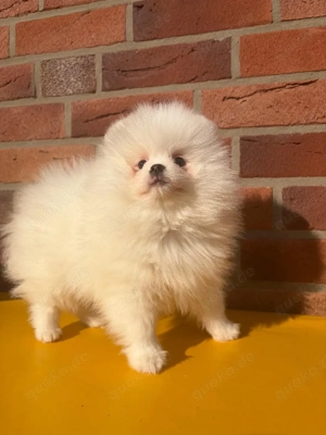 Pomeranian Zwergspitz 