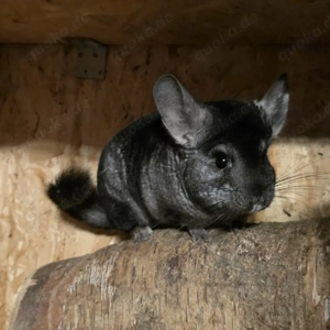 Ebony Chinchilla Weibchen zur Abgabe