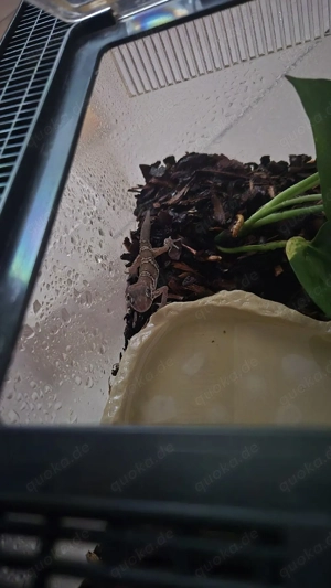 Paroedura picta Madagaskar-Großkopfgecko 1.0 7Monate jung,gesund und fit