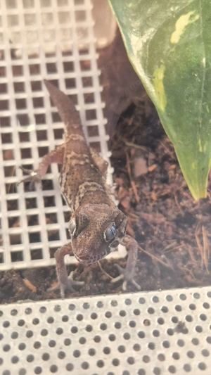 Paroedura picta Madagaskar-Großkopfgecko 1.0 7Monate jung,gesund und fit