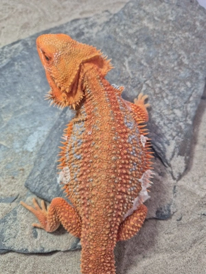 Bartagame (Pogona vitticeps) Männchen 