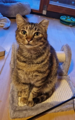 Susi, 2 Jahre, lieb, verschmust