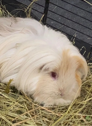 meerschweinchen weibchen