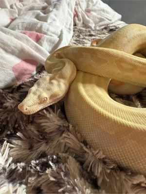 0.1 Boa Constrictor Imperator   Albino   sunglow 