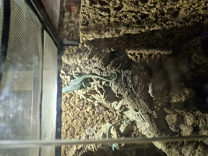 Varanus Reisingeri Jungtiere