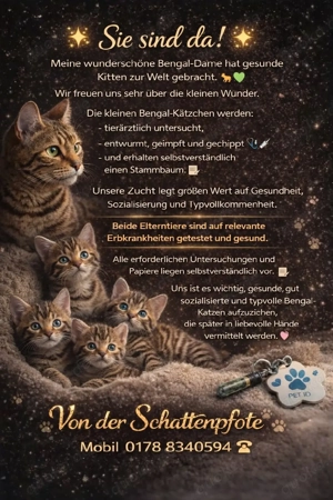 Reinrassige Bengal kitten Brown Sportes Tabby