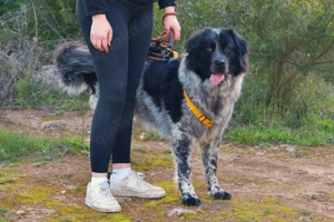 Mischlingsrüde Magic sucht Zuhause