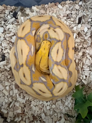 0.1 Albino Netzphyton