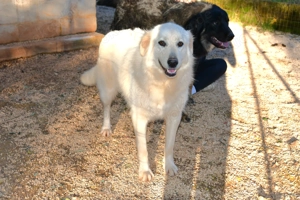 Freundliche Mischlingshündin Minka sucht ihr Zuhause